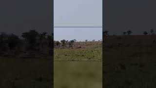 Lion Attacked the Wrong Buffalo