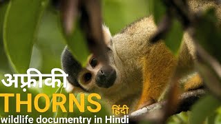 A world of Thorns - हिंदी डॉक्यूमेंट्री ! Africa wildlife Hindi documentry