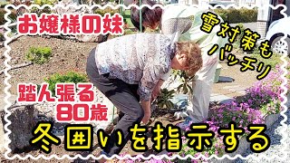 #537【80歳の元気チャンネル】冬囲いをする、80歳のばあちゃん