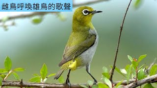 鳥鳴 birds -午後雌鳥的歌聲非常好聽 , 藍眼繡鳥