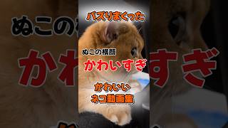 バズりまくったネコ動画集#shorts #cute#cat #猫