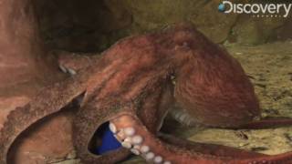 Giant Pacific Octopus