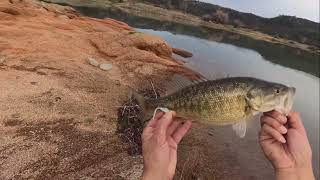 Folsom Lake - Rattlesnake Bar - Beat the skunk #fishing #californiafishing #spottedbass #jigfishing