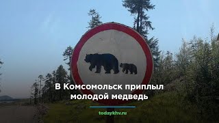 Молодой медведь прогулялся по огородам в Комсомольске-на-Амуре