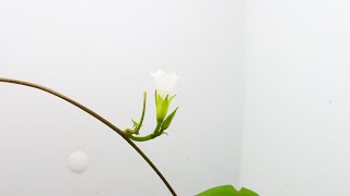 マメアサガオの花が咲いて枯れるまで（花の開花＃484）/ Flowering Ipomoea lacunosa (Timelapse)