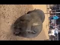 Very Big PIG
