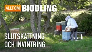 Slutskattning och invintring - Biodling