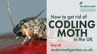 How to use a Codling Moth Trap to get rid of Maggots in Apples