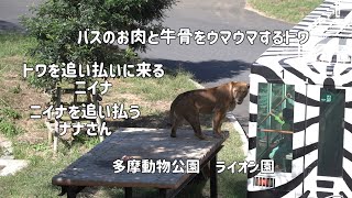 ライオン園　トワとニイナとナナさん　バスのお肉をウマウマするトワ→トワを追い払いに来るニイナ→ニイナを追い払うナナさん　多摩動物公園