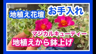 【多肉地植え花壇のお手入れ】マジカルキューティーの鉢上げ❣️