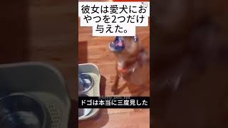 犬に少量の餌を与えることと犬の反応😂😂😂#funny #cute #dog