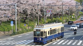 都電荒川線9000形（飛鳥山） さくらトラム　/　Toden Arakawa Line 9000 Sakura Tram series　Asukayama,Tokyo