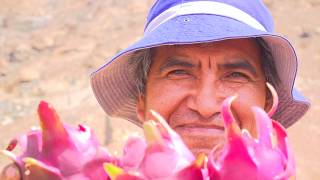 Producción de pitahaya crece en el Perú