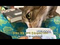 eng 돈맛을 알아버린 고양이_cat loves the taste of money