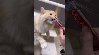 【食いしん坊】ちゅーるを目の前にすると性格が変わる子猫 #shorts