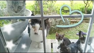 野良猫親子 母猫と子猫の賑やかな餌やりの時間 Feeding stray cats・・・うちの猫ちゃんたちカワイイTV