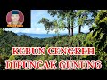 KEBUN CENGKEH DIPUNCAK GUNUNG