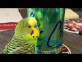 Kiwi the Parakeet (Budgie) Talks Nonstop to a Can of Fizzy Water!