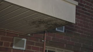 The hidden threat of mold, and how to protect yourself