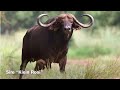 buffalo bull 50