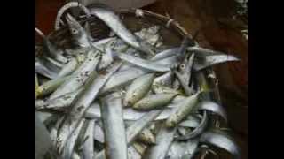 Record fish harvest in 2014, Fisherman catching fish at Beruwala Beach Sri Lanka Part -2