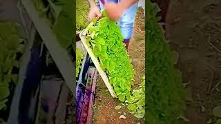 Cool process of farmer pruning vegetables #shorts #farming #satisfying