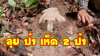 🔼เก็บเห็ด🍄2ป่าจะหมานไหม???