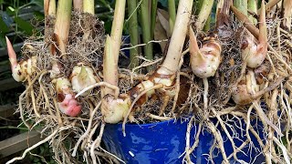 Growing Galangal in Pot || How To Grow Galangal Plant from Cutting