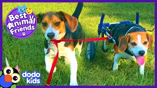 Annoying Little Dog Brother Winds Up Saving The Day | Best Animal Friends | Dodo