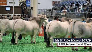 Mr H Able Manso 307/9 - 2022 International Brahman Show