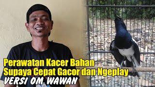 PERAWATAN KACER BAHAN AGAR CEPAT BUNYI - PERAWATAN KACER AGAR NGEPLAY