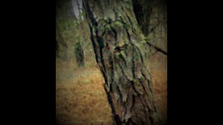 Bigfoot baby hiding in it's shelter was picked up by Trail Camera !! 3-11-21