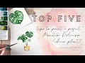 Top Five Tips to Paint a Watercolour Monstera Cheese Plant