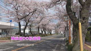 2020/04/21　辰野町城前通りの桜満開