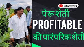 पारंपरिक शेती की पेरू शेती  | पेरू शेती | Guava Farming | अमरूद की खेती | Cash crop | Agriculture