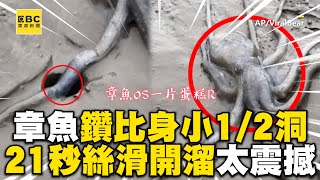 章魚軟骨功鑽比身小1/2洞！僅靠21秒絲滑開溜太震撼@newsebc