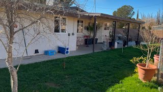 My backyard fruit trees in winter Dec 30 2024