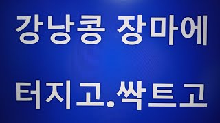 {텃밭농부 #310} 강낭콩이 장마에 터지고 싹나고.