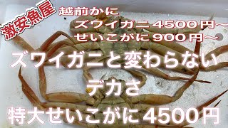 『ズワイガニと同じ大きさの超特大せいこがにが4500円』令和6年11月18日の激安魚屋@福井県敦賀市相木魚問屋