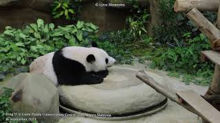 Giant Panda Feng Yi 大熊猫凤仪 @ Giant Panda Conservation Centre, Zoo Negara Malaysia (16 September 2023)