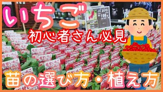 いちご🍓初めてでも失敗しない苗の選び方/植え方/家庭菜園/プランター栽培/2022年