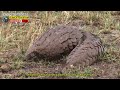 ตัวลิ่น ตัวนิ่ม เกล็ดเกาะ pangolin สัตว์โลกที่ไกล้สูญพันธุ์ เพราะมนุษย์บางคนที่ไร้ซึ่งคุณธรรม