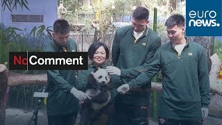 Baby panda Guoqing celebrates 100 days