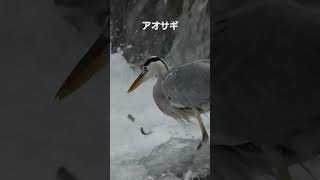 アオサギ(青鷺)93cm　留鳥　2024.9.3 関東で撮影　#アオサギ #野鳥 #野鳥撮影 #川