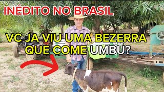 A BEZERRA CAÇULINHA COMENDO UMBU. + ABRINDO A CAIXA DE RECEBIDOS