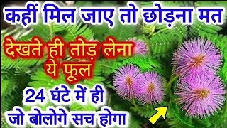 छूईमुई/लाजवंती से जुड़े असरदार टोटके// Shy Plant |Touch me not Plant