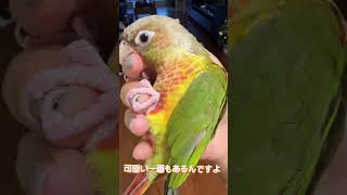 #衝撃 #インコ #嫉妬 #ヤキモチ を甘くみてると大変なことに！😫#インコのいる生活