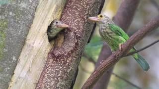 Lineated Barbet Feeding