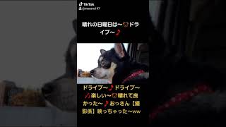 ドライブ～🎵チワワ🐶