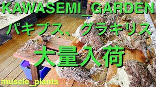 #48 KAWASEMI_GARDEN（カワセミガーデン）グラキリス、パキプス、大量入荷